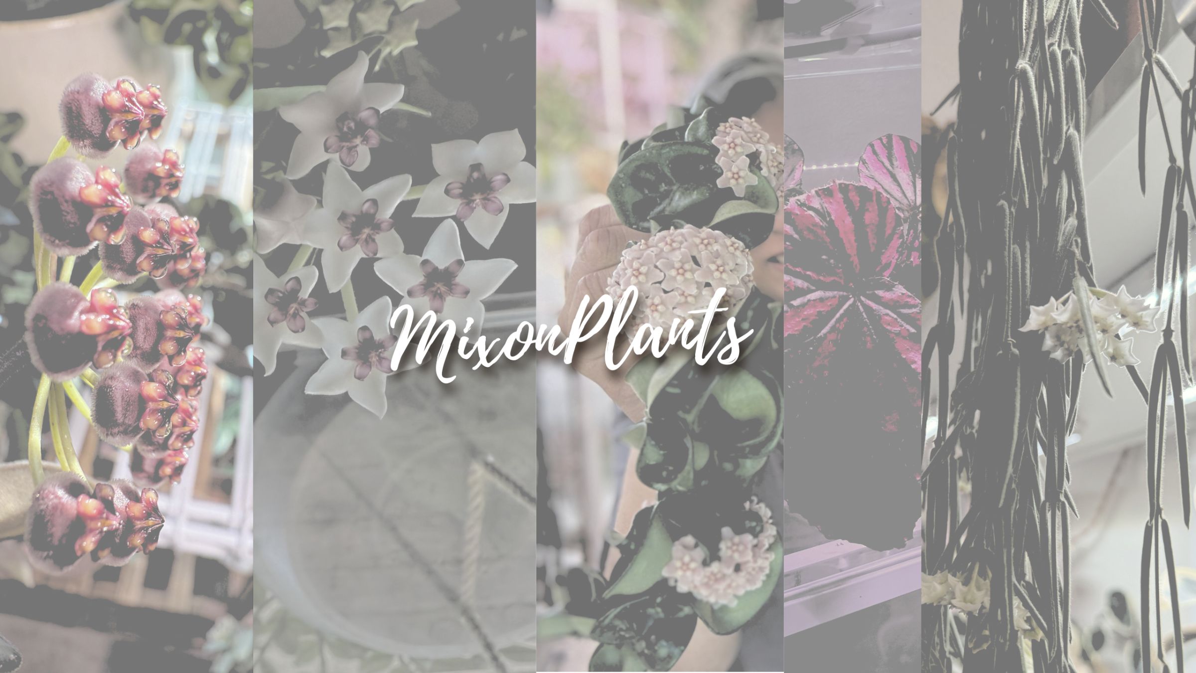Mixon Plants header