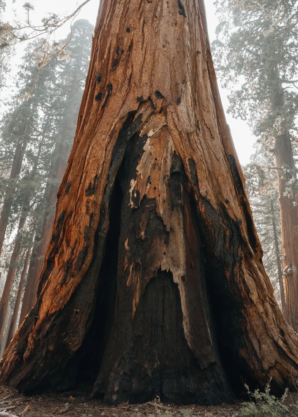 Park Print Club header