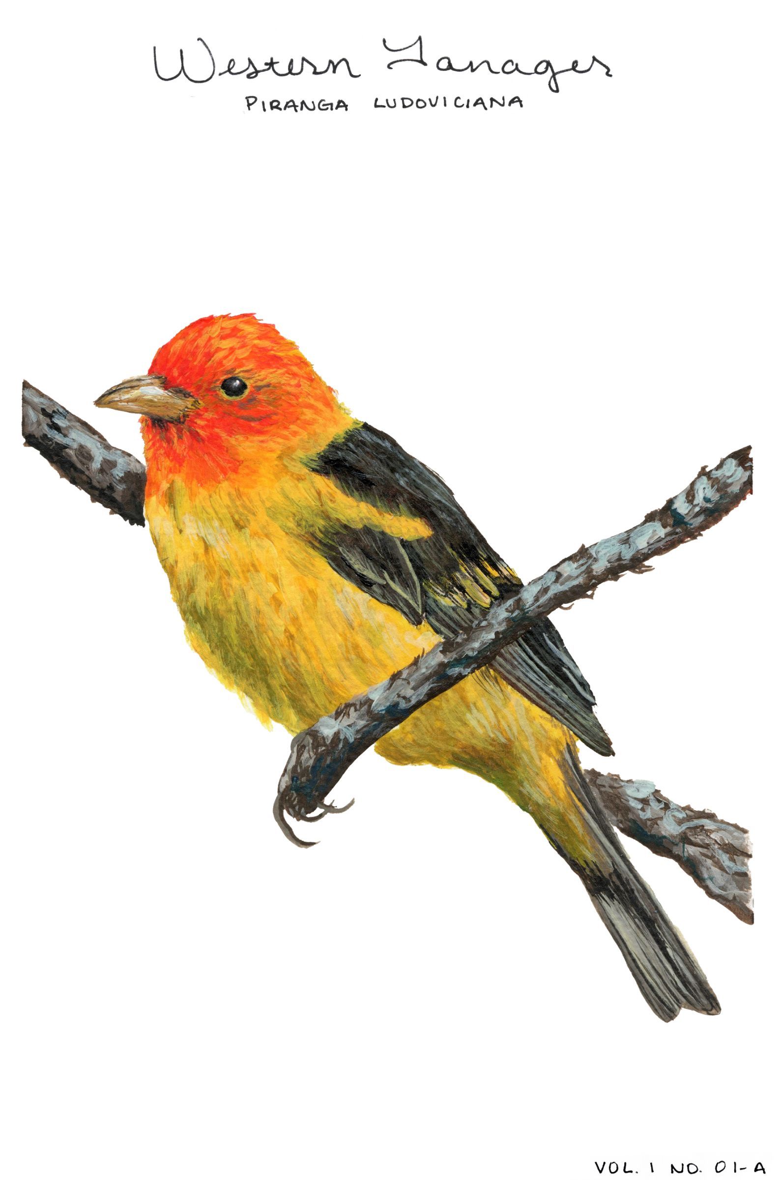 The Natural History Bureau preview
